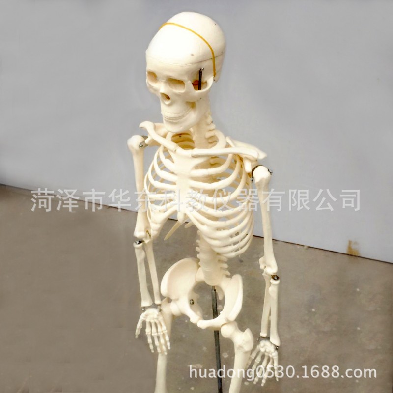 大號兒童骨骼模型 高85cm39052模型組仿真 華東科技機器批發批發・進口・工廠・代買・代購