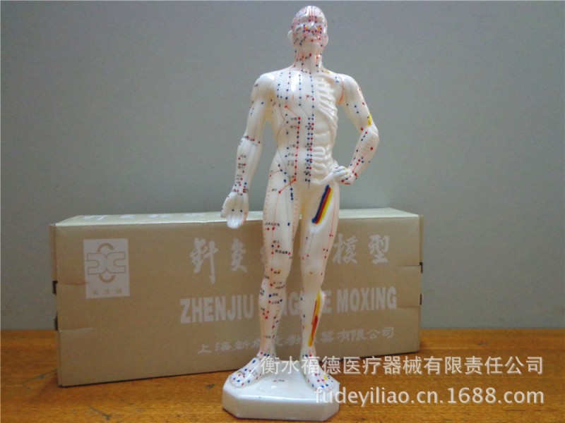 上海新成牌人體針灸經絡穴位模型 26cm高工廠,批發,進口,代購