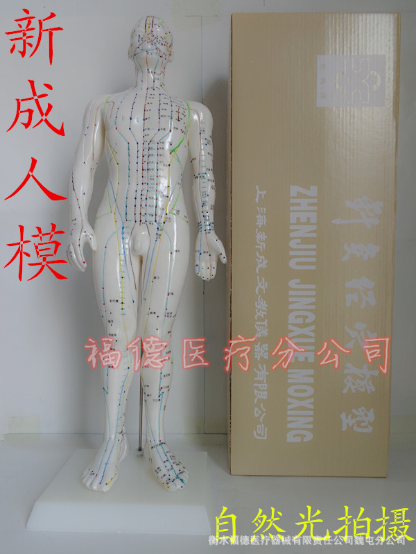上海新成牌 人體針灸穴位針灸模型 男50cm女48cm工廠,批發,進口,代購