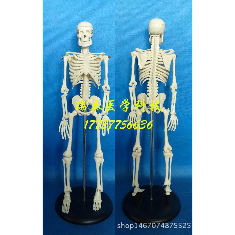 45cm人體骨骼模型仿真骨頭模特骨架教學器材醫用教具素描骨髏頭工廠,批發,進口,代購