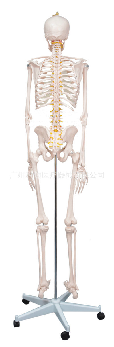 人體骨骼模型1比1 醫用教學骨頭模型180cm工廠,批發,進口,代購