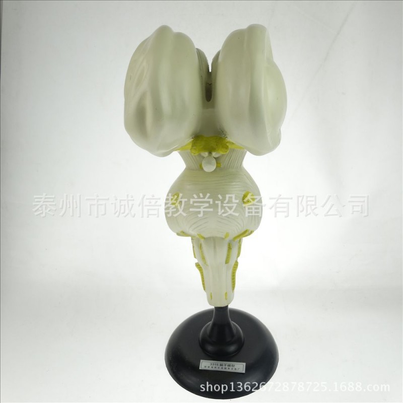 腦乾模型/放大 J3315 初中、高中生物實驗器材 中學 教學機器工廠,批發,進口,代購