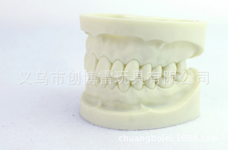 牙齒教學模型 PVC搪膠醫學模型 辦公文教用品定製 人體器官模型工廠,批發,進口,代購