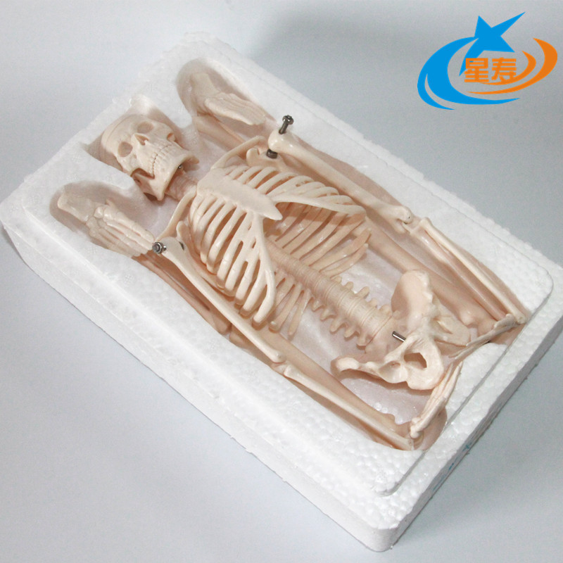 星壽品牌醫用標準人體骨骼模型 骨架教學模型 45cm骨架 關節模型工廠,批發,進口,代購