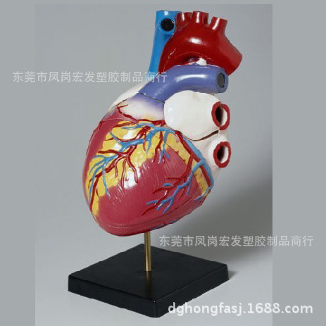 心肺復蘇術臟解剖模型自然初高中生物實驗器教學機器人體醫學器官批發・進口・工廠・代買・代購