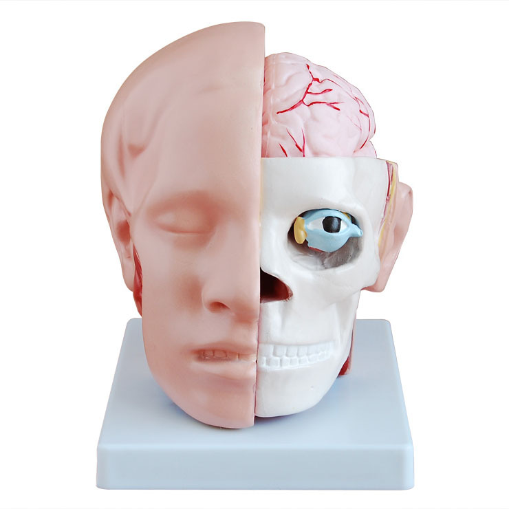 醫學頭解剖附腦動脈模型 醫用腦動脈解剖模型  成人頭部大腦結構工廠,批發,進口,代購