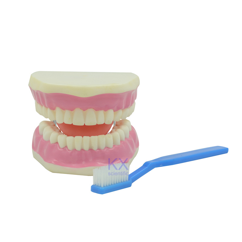 牙保健模型 牙齒放大3倍 牙科護理 配大牙刷 28顆牙工廠,批發,進口,代購