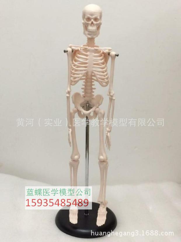 45CM 人體骨骼模型45cm 骨架模型 骷髏模型 可擺姿勢骨架人工廠,批發,進口,代購