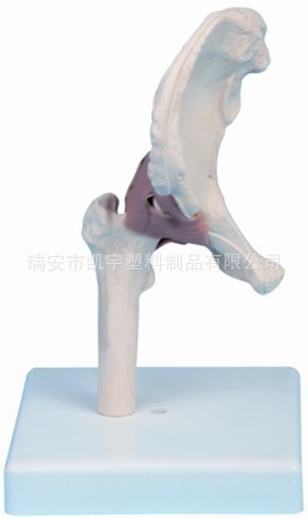 供應髖關節器官模型/醫學教學模型 V-AM013 HIP JOINT MODEL工廠,批發,進口,代購