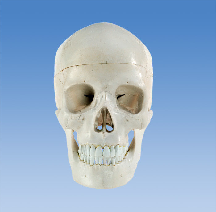 人體頭骨模型，頭顱骨解剖模型骨骼標本工廠,批發,進口,代購
