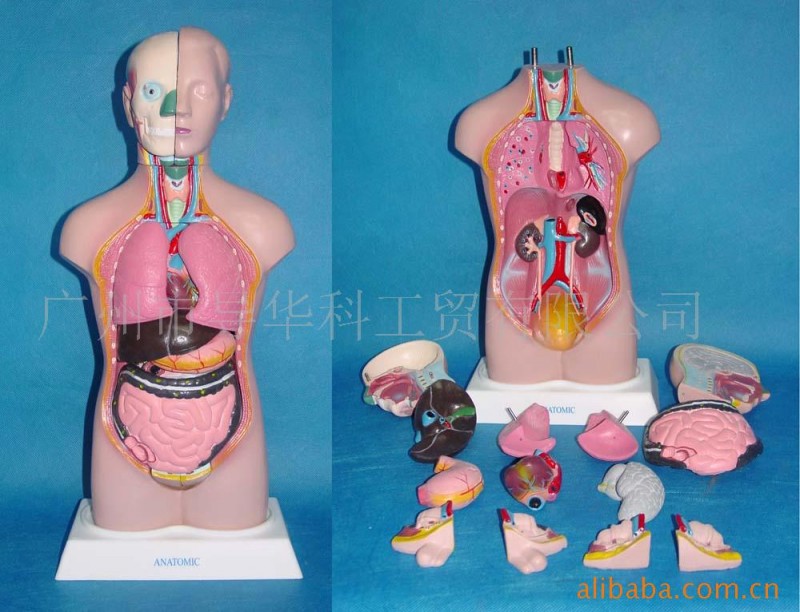 人體軀乾模型 教學模型 醫學模具  42CM兩性人體軀乾工廠,批發,進口,代購