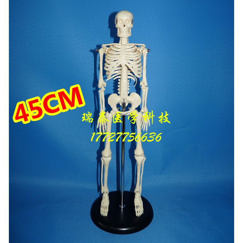 45cm模特骨架人體骨骼仿真骨玩具骨頭素描道具骨髏頭標本成人工廠,批發,進口,代購