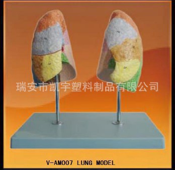 供應肺模型/教學模型 V-AM007 /器官模型/醫學模型批發・進口・工廠・代買・代購
