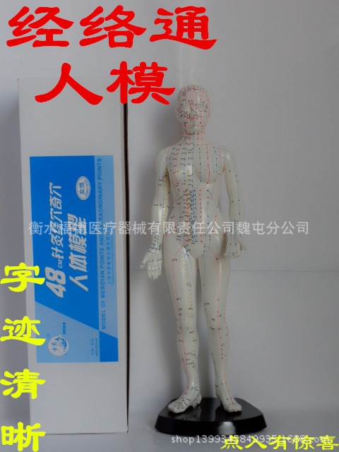 上海中界經絡通針灸經絡穴位人體模型48CM女模批發・進口・工廠・代買・代購