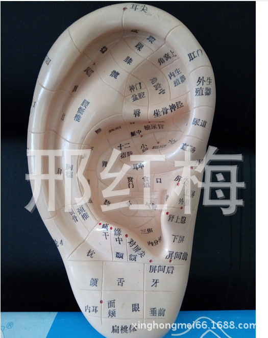 上海經絡通高清人體耳朵經絡穴位針灸模型中醫13cm 耳朵模型批發・進口・工廠・代買・代購