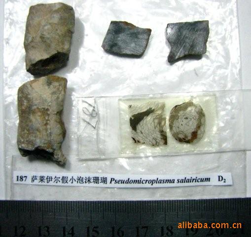 薩萊伊爾假小泡沫珊瑚工廠,批發,進口,代購
