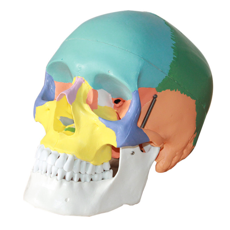 星壽品牌高仿真醫用人體彩色頭骨模型自然大頭顱骨解剖模型可拆卸批發・進口・工廠・代買・代購