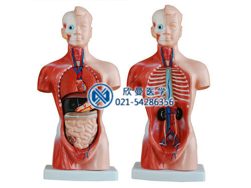半身人體模型 人體半身模型 醫學人體解剖模型批發・進口・工廠・代買・代購