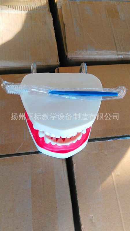牙保健模型 生理教學機器 PVC材質搪膠工藝批發・進口・工廠・代買・代購