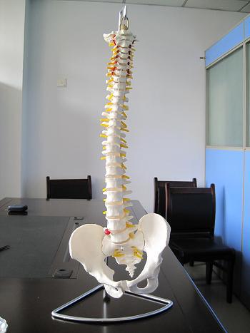 脊椎模型|脊柱骨模型自然大|骨骼骨架模型|教學模型批發・進口・工廠・代買・代購