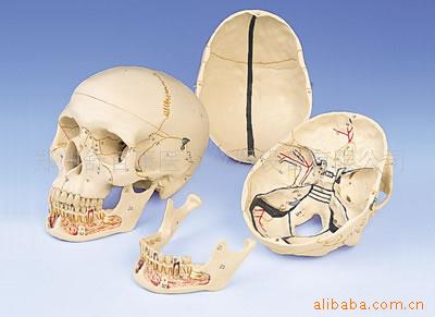 供應經典顱模型帶有開放下頜，人體骨骼模型工廠,批發,進口,代購