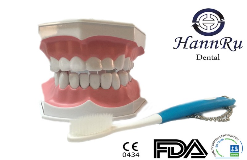 DBR-01刷牙演示模型Tooth Brushing Demonstration Model批發・進口・工廠・代買・代購