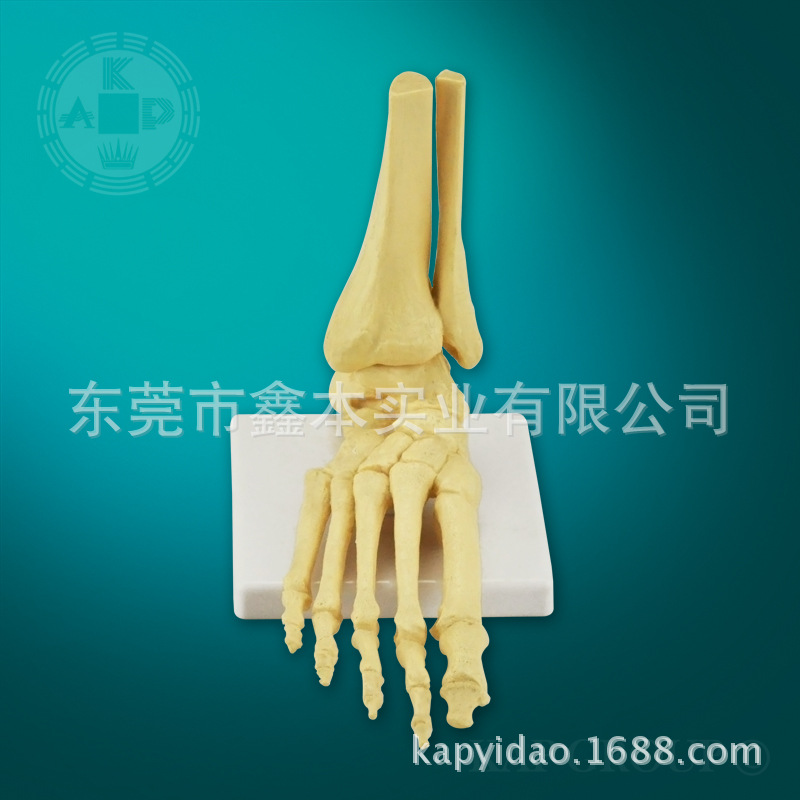 醫療人體解剖模型腳掌骨模型人體腳掌骨檢查模型批發・進口・工廠・代買・代購