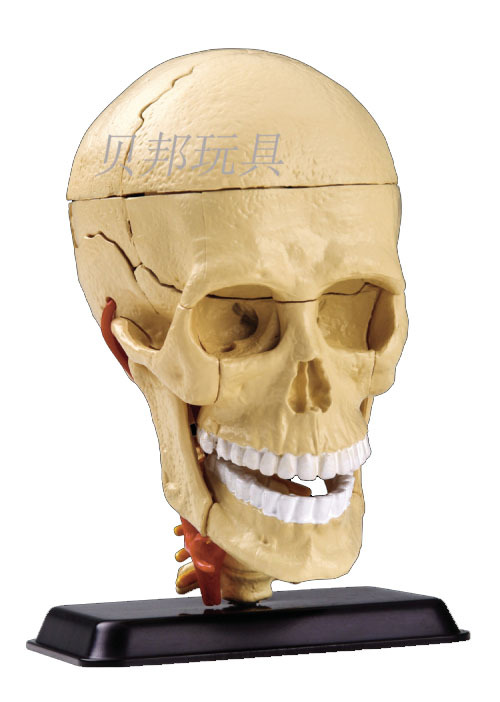 正品 醫用人體頭骨31片顱內神經及頭蓋骨解剖模型 血管附腦科教學批發・進口・工廠・代買・代購