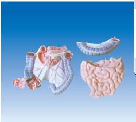 結腸空 回腸解剖模型 醫學教學模型  人體解剖模型工廠,批發,進口,代購