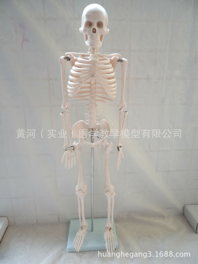85CM人體骨骼模型 PVC骨骼 醫用人體骨骼標本 仿真骷髏骨架模型批發・進口・工廠・代買・代購