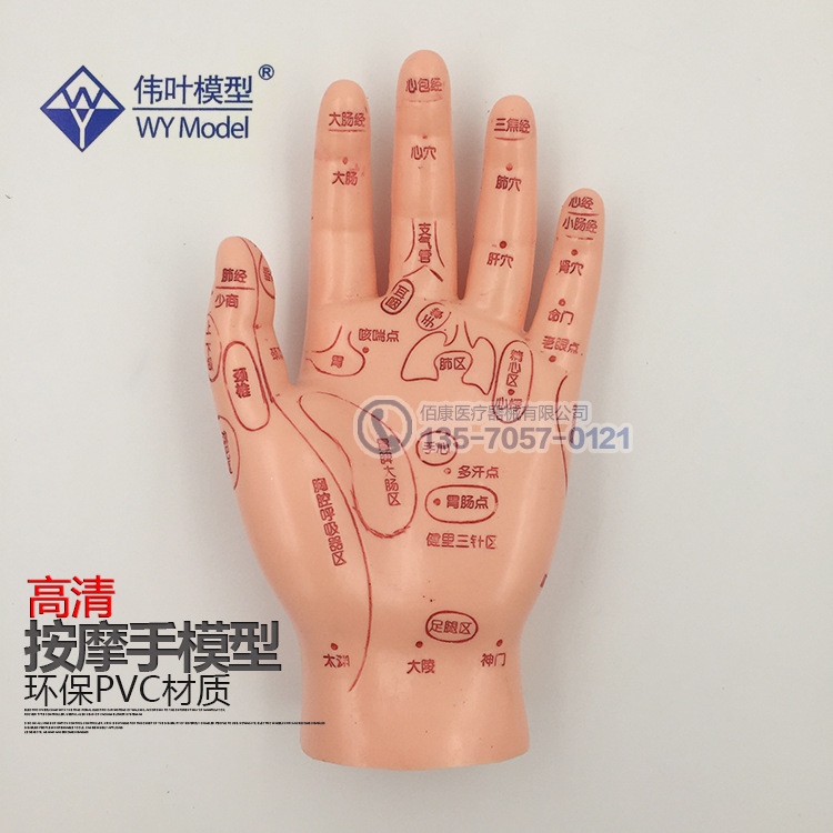 偉葉牌PVC按摩手模教學模型 手部穴位反射按摩模型 手模型 15cm工廠,批發,進口,代購