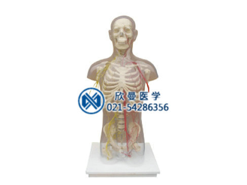 男性軀乾骨附主要動脈和神經分佈模型醫學人體解剖模型批發・進口・工廠・代買・代購