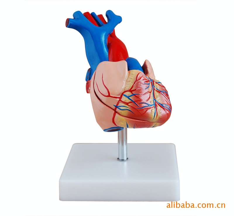 自然比例心臟解剖模型 自然大心臟模型 心模型批發・進口・工廠・代買・代購