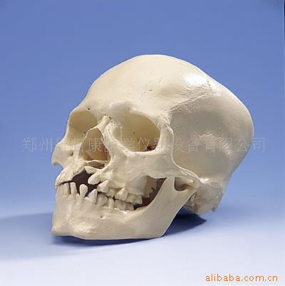 供應帶有裂頜和裂腭的顱模型，骨骼模型工廠,批發,進口,代購
