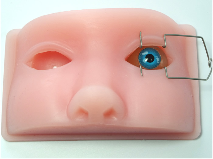 眼科人頭模型 超聲乳化 顯微操作 動物眼 練習 教學模型批發・進口・工廠・代買・代購