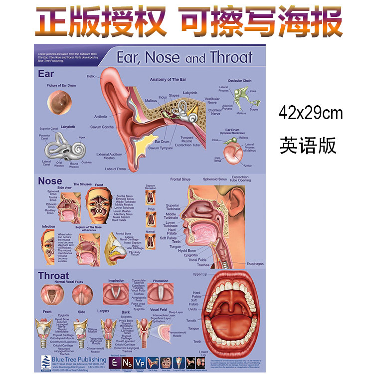 解剖教學PVC海報醫院掛圖五官科耳鼻喉解剖掛圖醫院宣傳用品批發・進口・工廠・代買・代購