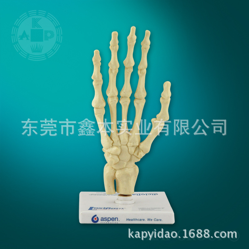 醫療人體解剖模型手掌骨模型人體手掌骨檢查模型批發・進口・工廠・代買・代購
