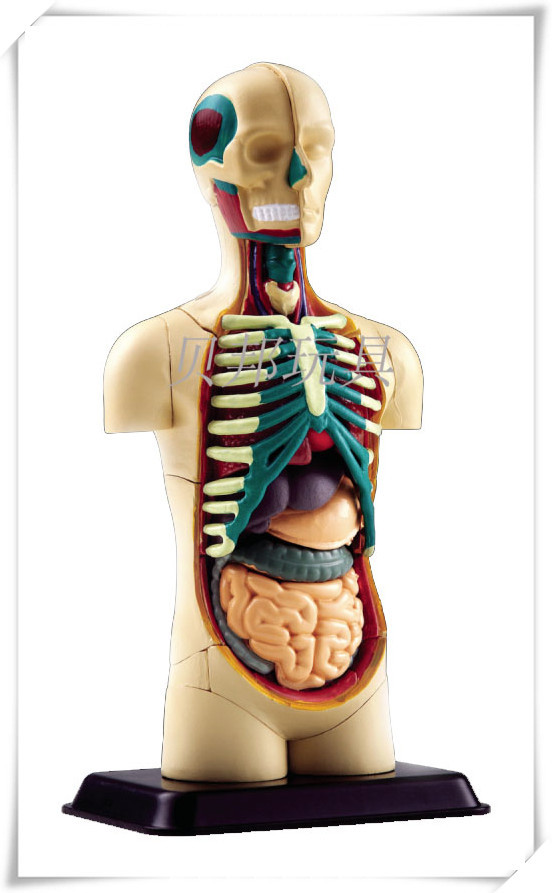 正品 35片12.7CM 人體解剖模型 醫用人體解剖器官結構批發・進口・工廠・代買・代購