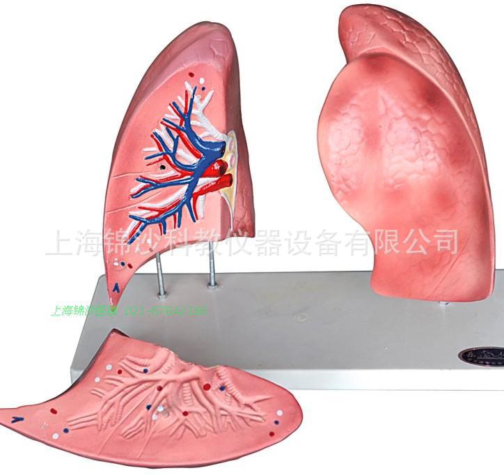 肺部解剖模型，解剖教學模型，高級肺解剖模型醫學模型批發・進口・工廠・代買・代購