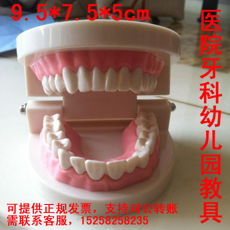 齒科材料牙科耗材 牙齒口腔傢庭護理器械 假牙模型幼兒園教具工廠,批發,進口,代購