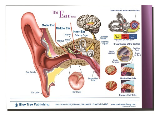 耳解剖耳外科耳內科醫生教具醫療教學書本子筆記本病例記錄工廠,批發,進口,代購