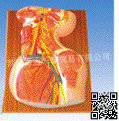 頸部深層解剖模型（￥：230元）*人體解剖/臨床護理模型*百方千草批發・進口・工廠・代買・代購