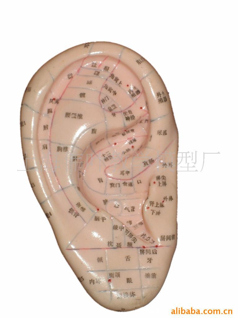 17CM按摩耳朵模型 耳部按摩反射區模型人體穴位模型耳模批發・進口・工廠・代買・代購