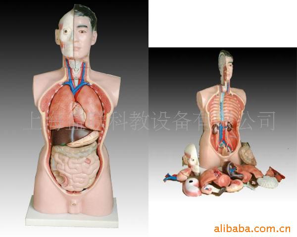 男性軀乾模型19件85CM(圖)/人體解剖模型/醫學教學模型工廠,批發,進口,代購