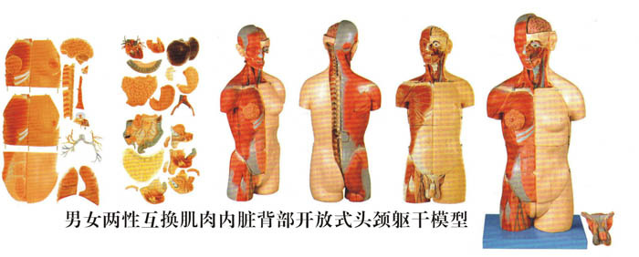 肌肉附內臟模型│軀乾模型│骨骼模型│脊柱骨盤模型工廠,批發,進口,代購