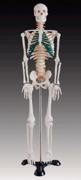 人體骨骼帶神經模型(85cm)SKY/A1004批發・進口・工廠・代買・代購