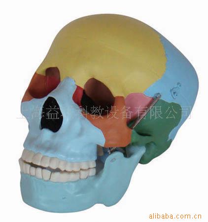 彩色自然大頭骨模型(圖) /人體解剖模型/醫學教學模型-生產商工廠,批發,進口,代購