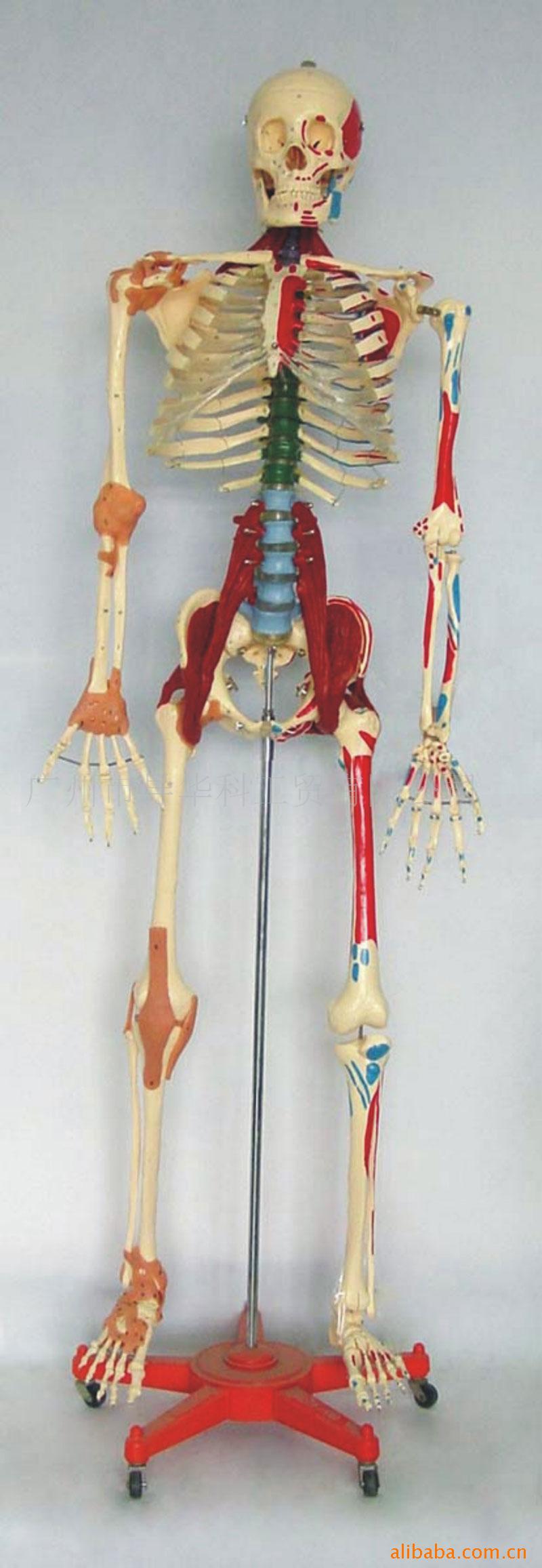 GD0102N600 168多功能骨骼軀乾演示模型工廠,批發,進口,代購