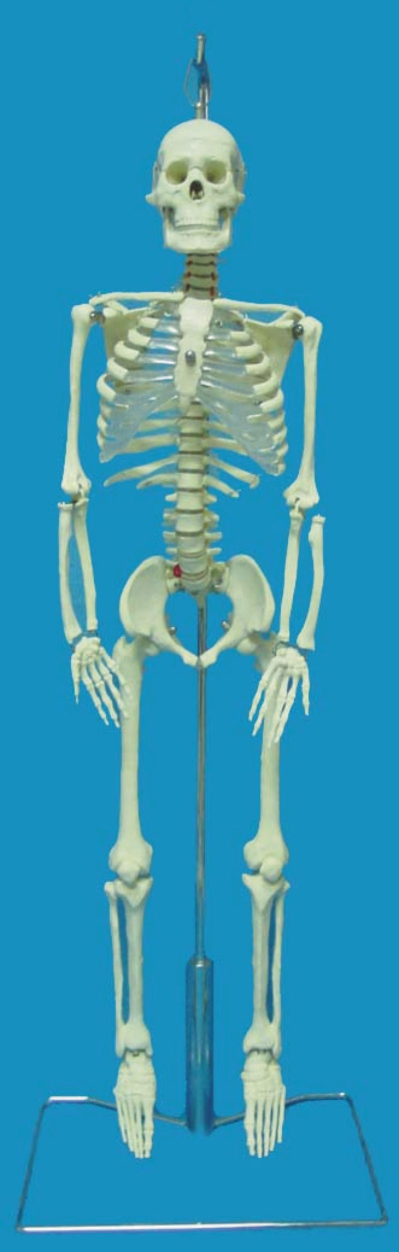左關節韌帶人體骨骼65公分模型 人體模型 教學模型 醫用教具工廠,批發,進口,代購