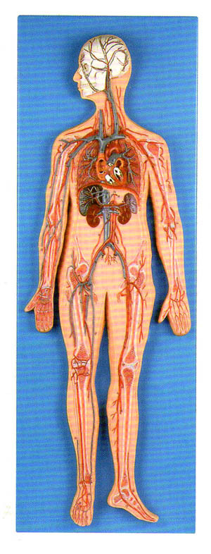 血液循環動脈靜脈解剖模型│心臟解剖模型│眼球模型│淋巴模型工廠,批發,進口,代購